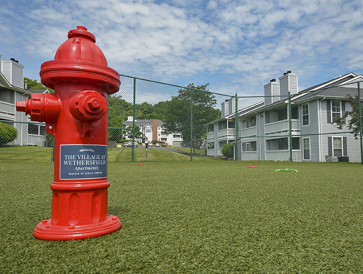 Bark Park for Dogs