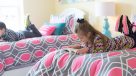 bedroom large enough for two twin beds 