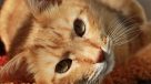 cat friendly apartments