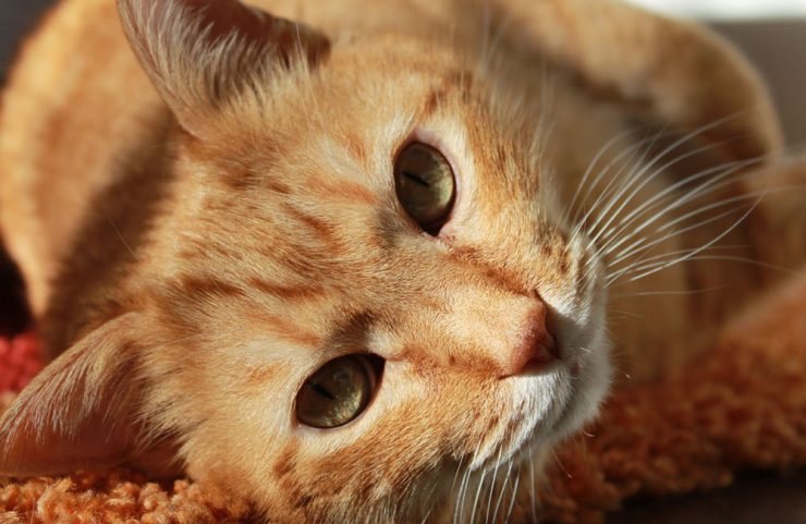 cat friendly apartments