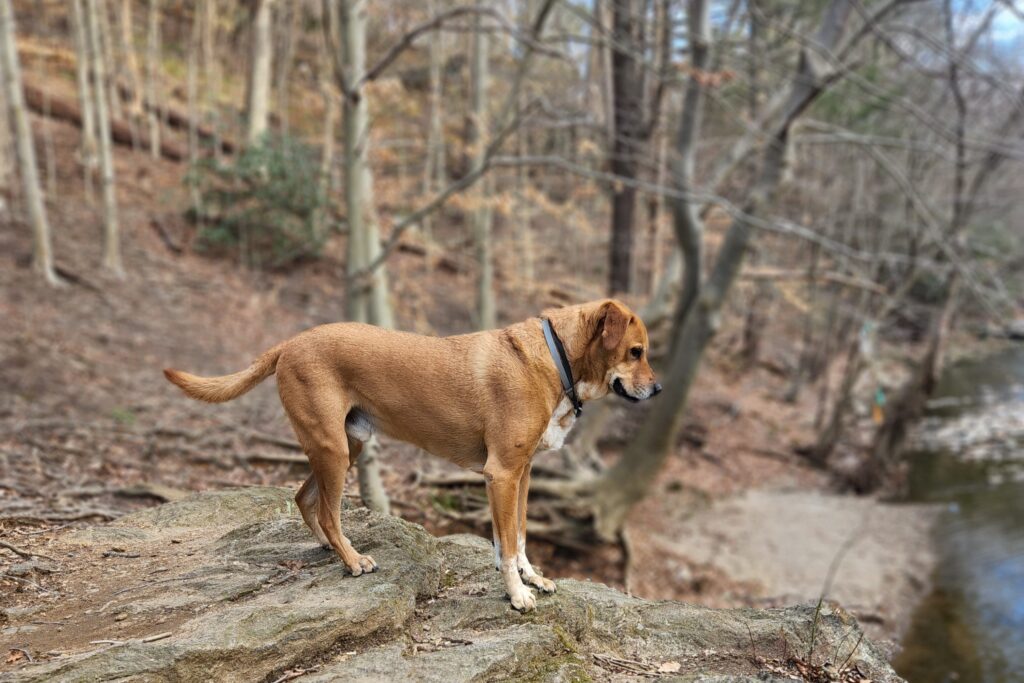an orange and white dog standing on a rock in Wissahickon Valley Park looking down to the creek below