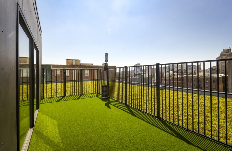 Green space for dogs to run in