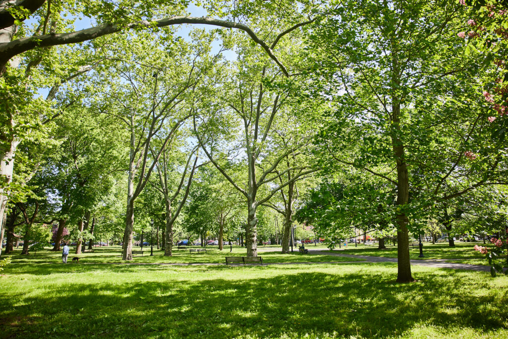 Lush green grass with a walking path and benches through it. Thick green tree cover with sunlight streaming through.