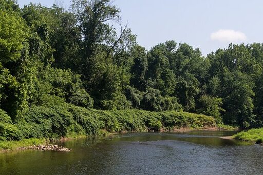 Neshaminy Creek surrounded by trees and greenery