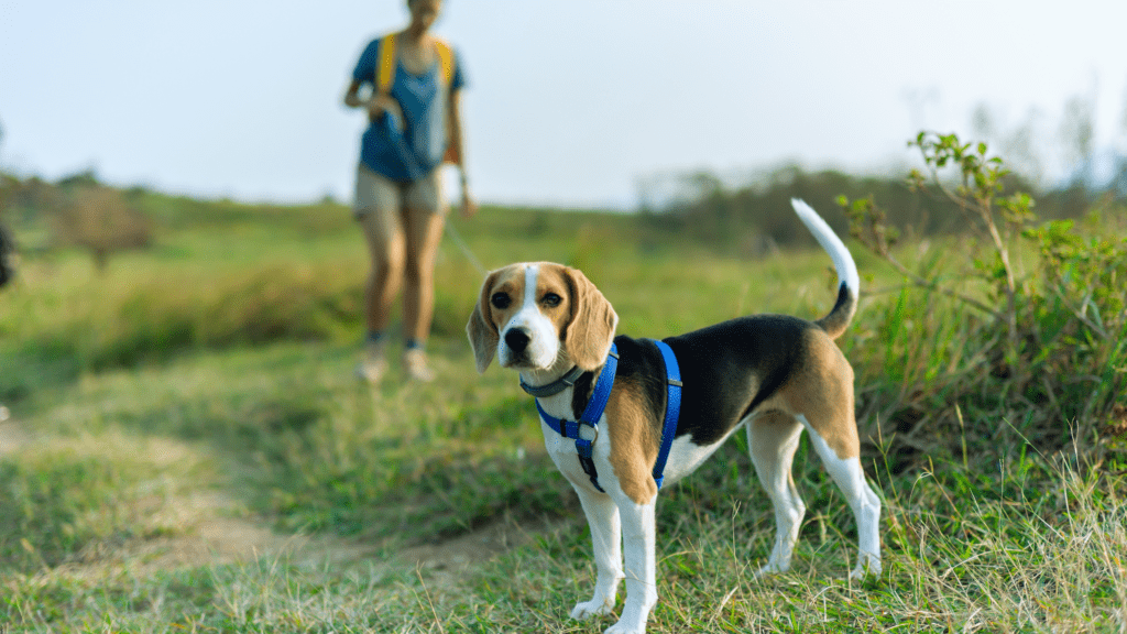 Dog being walked in a grass field on a hike in Allentown, PA