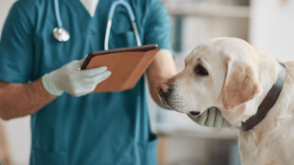 Yellow lab at a vet clinic