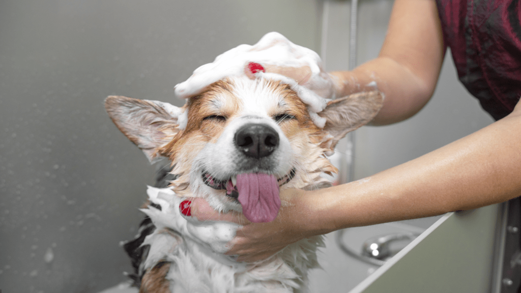 Dog getting bathed with soap and water