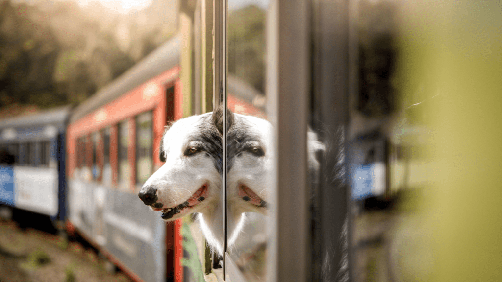 Dog with its head out the window of the Lehigh Gorge Scenic Railway Train in Lehigh Valley